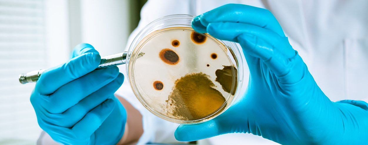 N 003 Listeria C